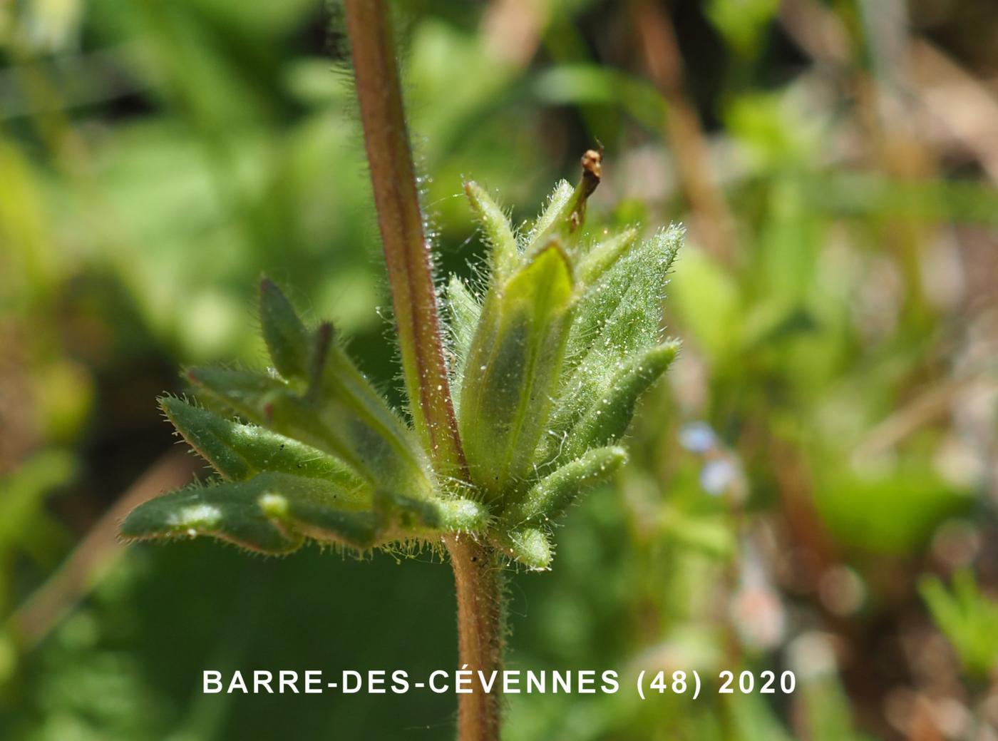 Eyebright, Wide-leaved fruit